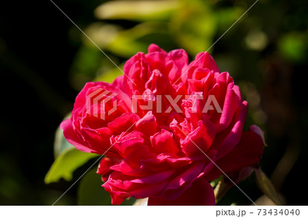 Photos of roses in the garden 73434040