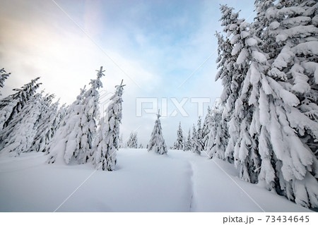 Moody winter landscape of spruce woods cowered with deep white snow in cold frozen highlands. 73434645