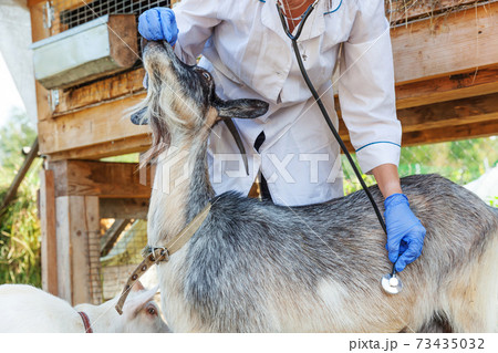 Young veterinarian woman with stethoscope holding and examining goat on ranch background. Young goat with vet hands for check up in natural eco farm. Animal care and ecological farming concept. Young veterinarian woman with stethoscope holding and examining goat on ranch background. Young goat with vet hands for check up in natural eco farm. Animal care and ecological farming concept. 73435032