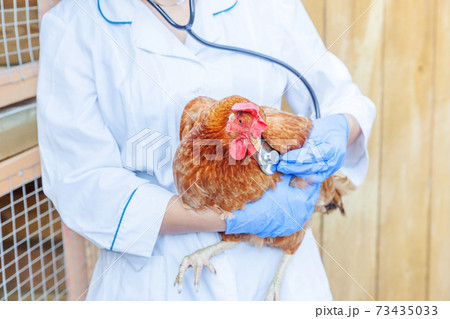 Veterinarian with stethoscope holding and examining chicken on ranch background. Hen in vet hands for check up in natural eco farm. Animal care and ecological farming concept. Veterinarian with stethoscope holding and examining chicken on ranch background. Hen in vet hands for check up in natural eco farm. Animal care and ecological farming concept. 73435033
