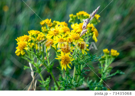 Sticky Groundsel,Senecio viscosus, growing on meadow in County Donegal - Ireland Sticky Groundsel,Senecio viscosus, growing on meadow in County Donegal - Ireland 73435068