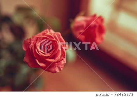 Beautiful pink and orange roses bouquet Beautiful pink and orange roses bouquet 73435273