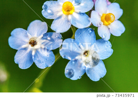 Beautiful wild forget-me-not Myosotis flower blossom flowers in spring time. Close up macro blue flowers with rain drops, selective focus. Inspirational natural floral blooming summer garden or park. Beautiful wild forget-me-not Myosotis flower blossom flowers in spring time. Close up macro blue flowers with rain drops, selective focus. Inspirational natural floral blooming summer garden or park. 73435971
