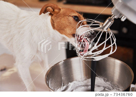 Dog licking food processor whisk in kitchen Dog licking food processor whisk in kitchen 73436760