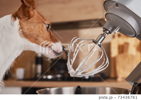 Dog licking food processor whisk in kitchen Dog licking food processor whisk in kitchen 73436761