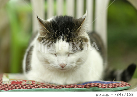 country funny cat outdoor closeup photo relaxing on patchwork pillow country funny cat outdoor closeup photo relaxing on patchwork pillow 73437158