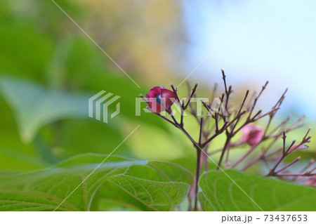 Harlequin glorybower Harlequin glorybower 73437653