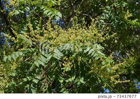 Tree of heaven Tree of heaven 73437677