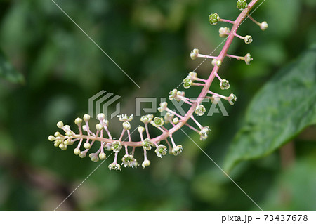American pokeweed American pokeweed 73437678