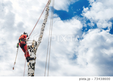 An arborist cuts branches on a tree with a chainsaw,  73438600