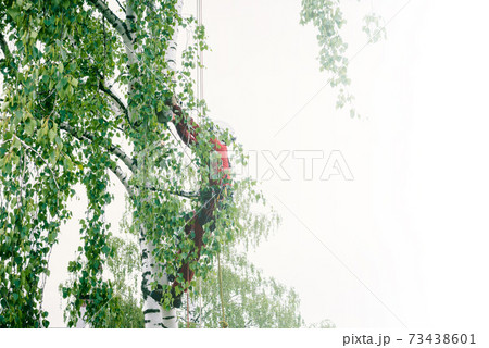 Arborist cuts branches on a tree with a chainsaw,  73438601