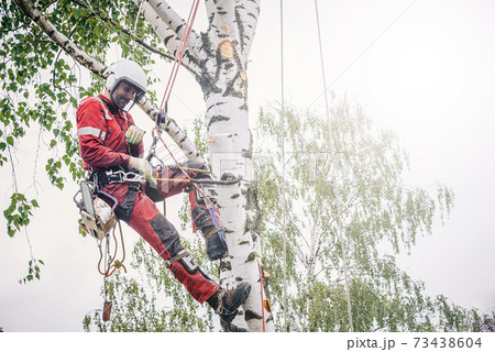 Arborist cuts branches on a tree with a chainsaw, Arborist cuts branches on a tree with a chainsaw, 73438604