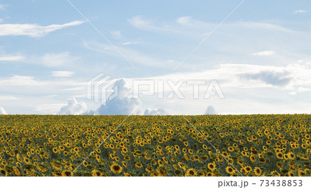 Field of yellow sunflowers against a blue cloudy sky. Rural summer scene. Eco village. Format 16:9 73438853