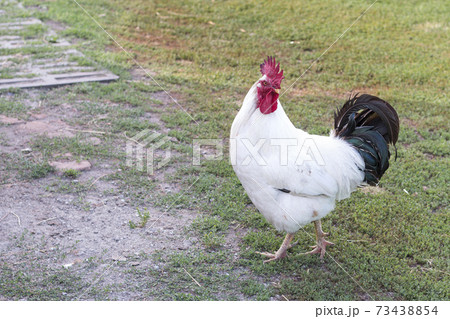 White rooster with black tail and bright red comb walks proudly around the yard. Rural scene. Eco village 73438854