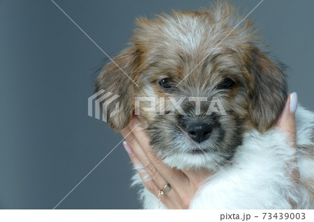 Small gentle puppy in the hands of a young woman Small gentle puppy in the hands of a young woman 73439003