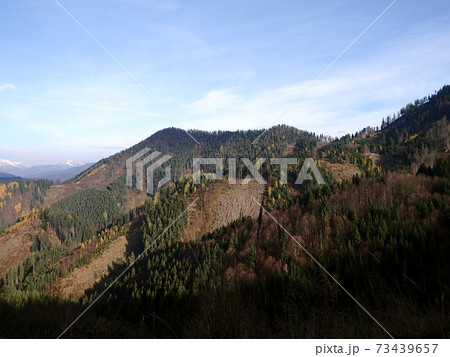 Beautiful autumn mixed forest 73439657