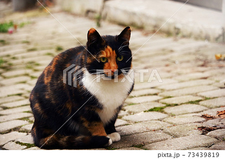 Multicolor cat sitting on a tiled road pavement outdoors on sunny day 73439819
