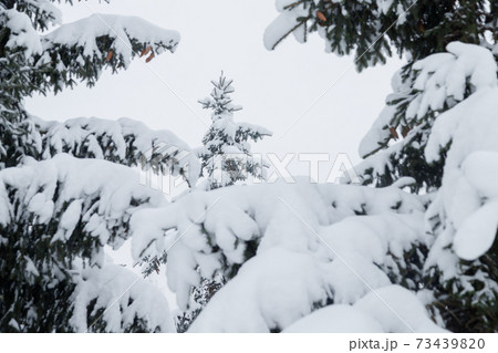 Snowy fir trees and branches in winter forest Snowy fir trees and branches in winter forest 73439820