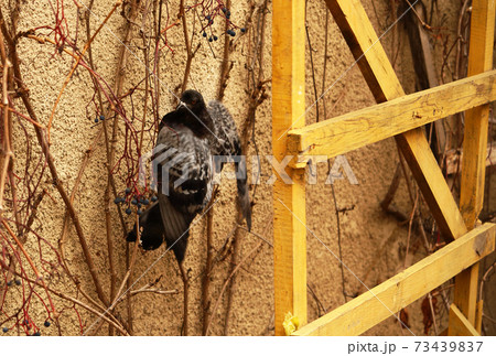 Pigeon sitting on wild vine near yellow ladder Pigeon sitting on wild vine near yellow ladder 73439837