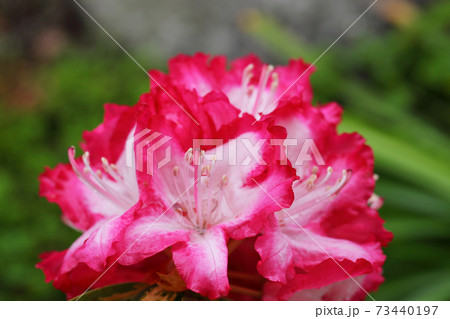 ニ色咲き西洋シャクナゲの花と雨雫 73440197