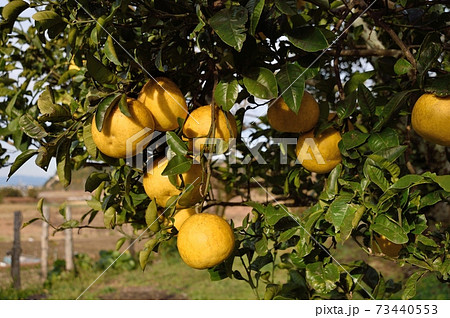 サワーポメロ 蜜柑 73440553