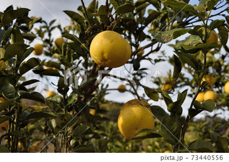 サワーポメロ 蜜柑 73440556