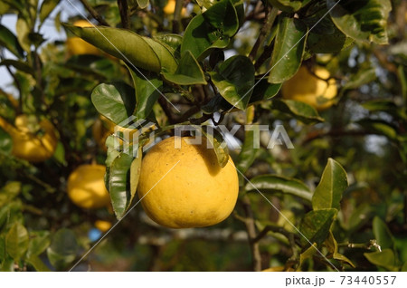 サワーポメロ 蜜柑 73440557