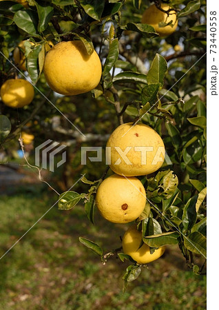 サワーポメロ 蜜柑 73440558