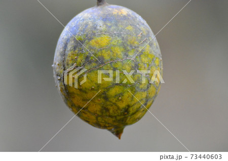 カラスウリ 73440603