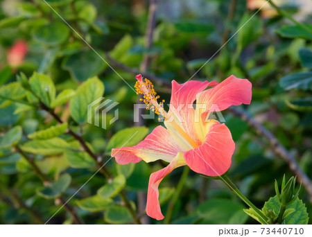 Pink Hibiscus Flower closeup (lat.- Hibiscus) 73440710