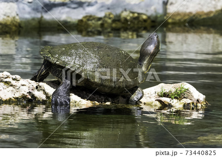 Cuban slider (Trachemys decussata) 73440825