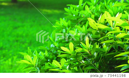 新緑の風景 73441198