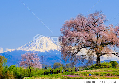 わに塚桜と富士山 73442338