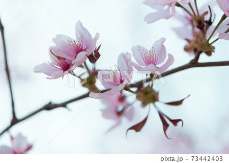 桜の花 桜の花 73442403