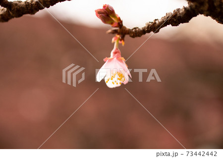 蕾が開きだした早咲きの熱海ザクラ 蕾が開きだした早咲きの熱海ザクラ 73442442