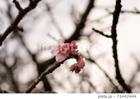 寒さの厳しい新春に蕾が開きだした早咲きの熱海ザクラ 寒さの厳しい新春に蕾が開きだした早咲きの熱海ザクラ 73442444
