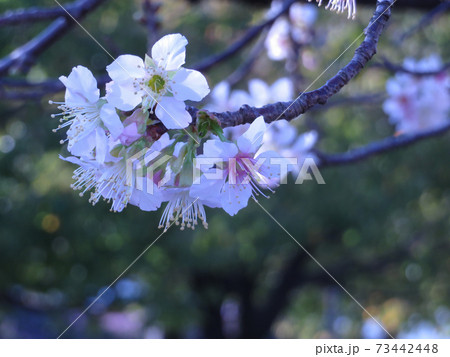 満開になった早咲きのヒマラヤザクラ 73442448