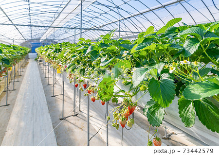 イチゴ農家のビニールハウス イチゴ農家のビニールハウス 73442579