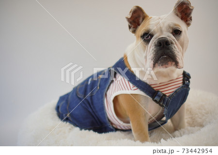 イングリッシュブルドッグ子犬　ボーダーシャツ服とオーバーオール　写真7 73442954