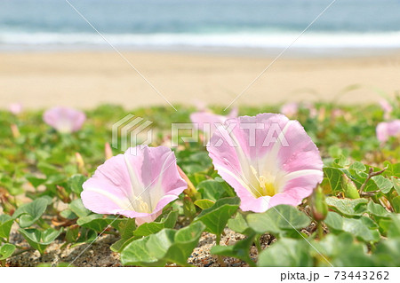 ハマヒルガオ・海岸に咲く花 ハマヒルガオ・海岸に咲く花 73443262