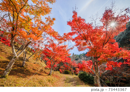 紅葉　西渓公園　佐賀県多久市 73443367