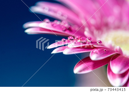 ガーベラの花びらと水滴 マクロ撮影の写真素材