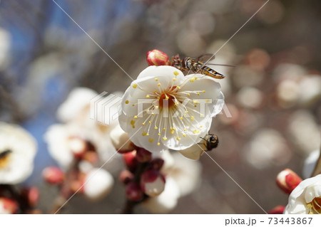 茨城県水戸偕楽園　早春の梅林ほのかに香る白梅の花 73443867