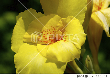 夏の日差しに負けず、カンナの花が瑞々しく咲いていた 夏の日差しに負けず、カンナの花が瑞々しく咲いていた 73443981