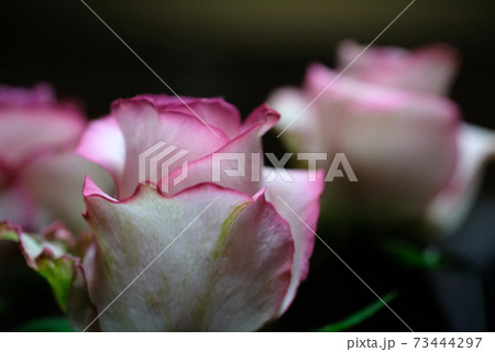 バラの花 73444297