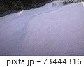 目黒川　桜の絨毯 73444316