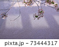 目黒川　桜の絨毯 73444317