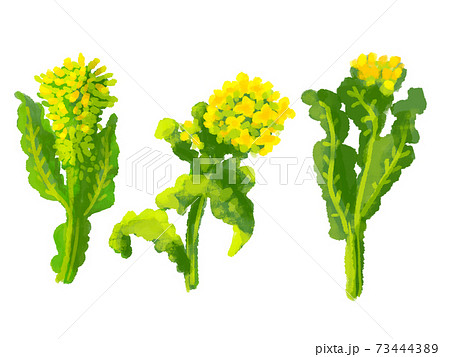 かわいい菜の花とつぼみの水彩イラストのイラスト素材