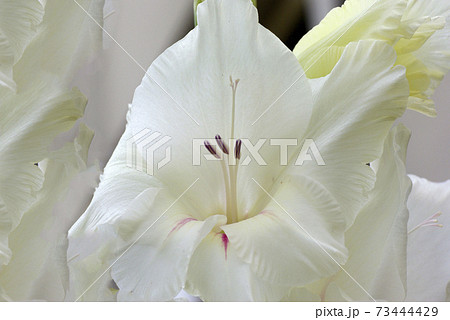 白いグラジオラスの花弁が艶やかで美しいの写真素材