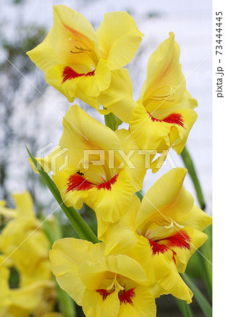 黄色いグラジオラスの花弁が艶やかで美しいの写真素材